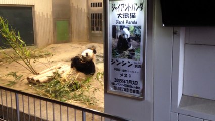 Giant Panda Zoo di Tokyo