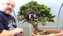 Bonsai Styling - Beautiful Yamadori Juniper by Graham Potter