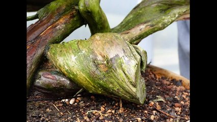 How To Create Bonsai in 5 Hours.