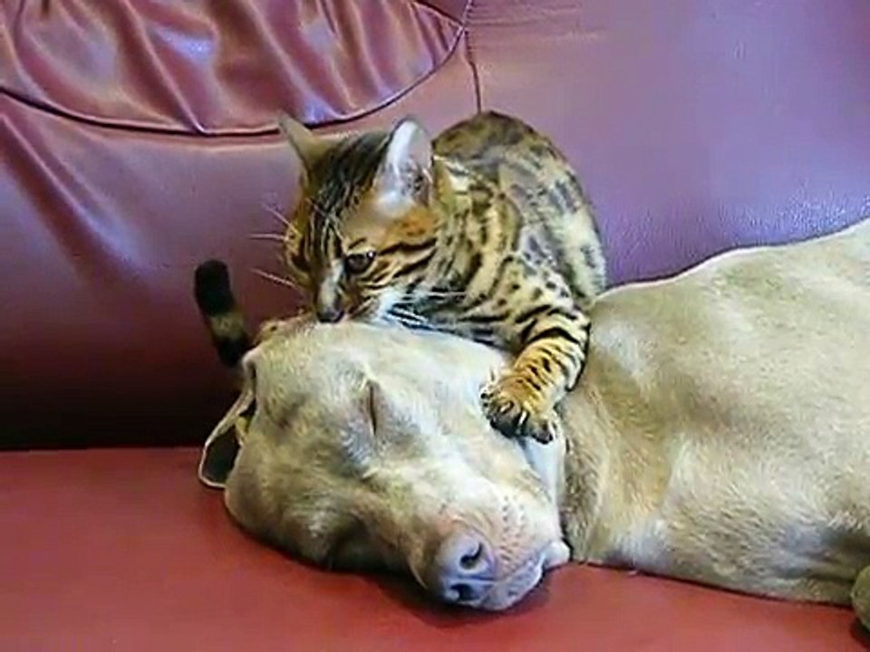 Mon chat qui fait un massage au chien