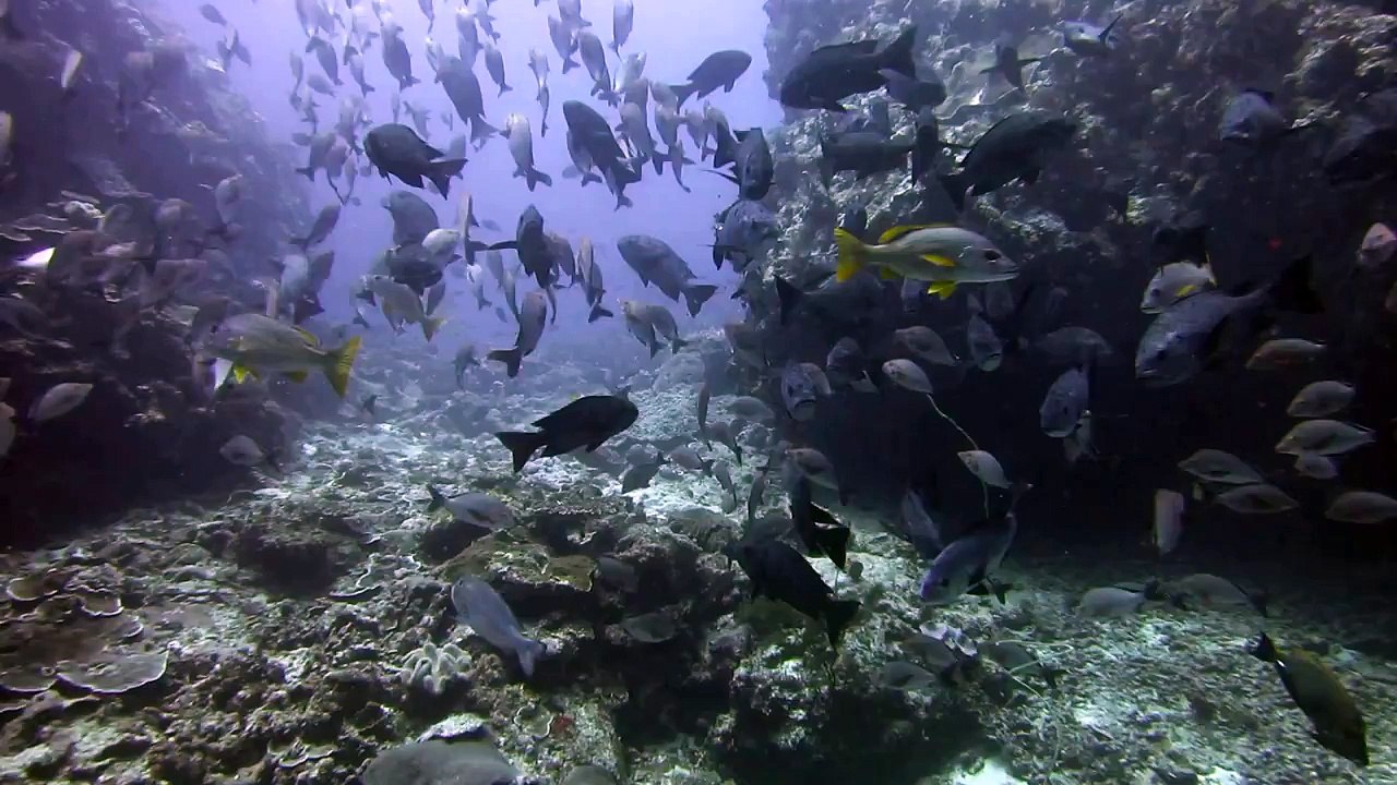 Neptunes East Drop Off - vamizi Island