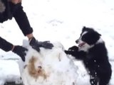 Dog helps her owner build a snowman