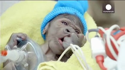 قناة الخط الأخضر | أنثى غوريلا ذات ال18 عاما تضع مولودها خلال عمليّة قيصريّة نادرة بحديقة بسان دييغو