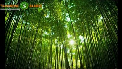 THI CÔNG VÁN SÀN TRE TẠI NGÕ QUỲNH - HÀ NỘI