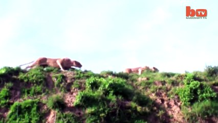 Leaping Lion Catches Antelope In Mid-Air Attack