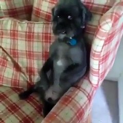 animals makes smile you