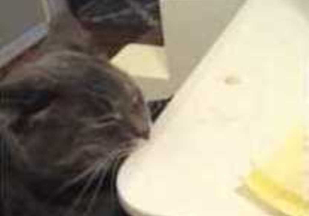 Attention-Seeking Kitty Sinks Her Teeth Into a Bizarre Meal
