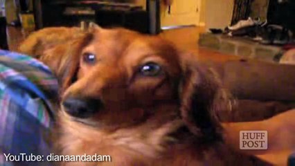 Le hoquet des animaux