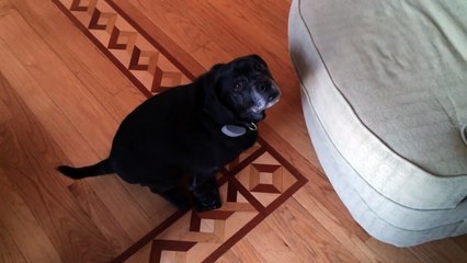 Sirius Black is not exactly living up to his namesake