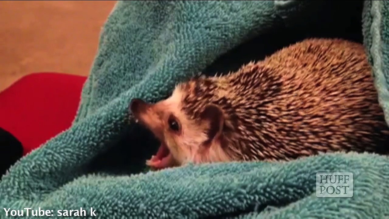 Silence des hérissons dorment !