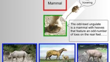 DZ Website Navigation