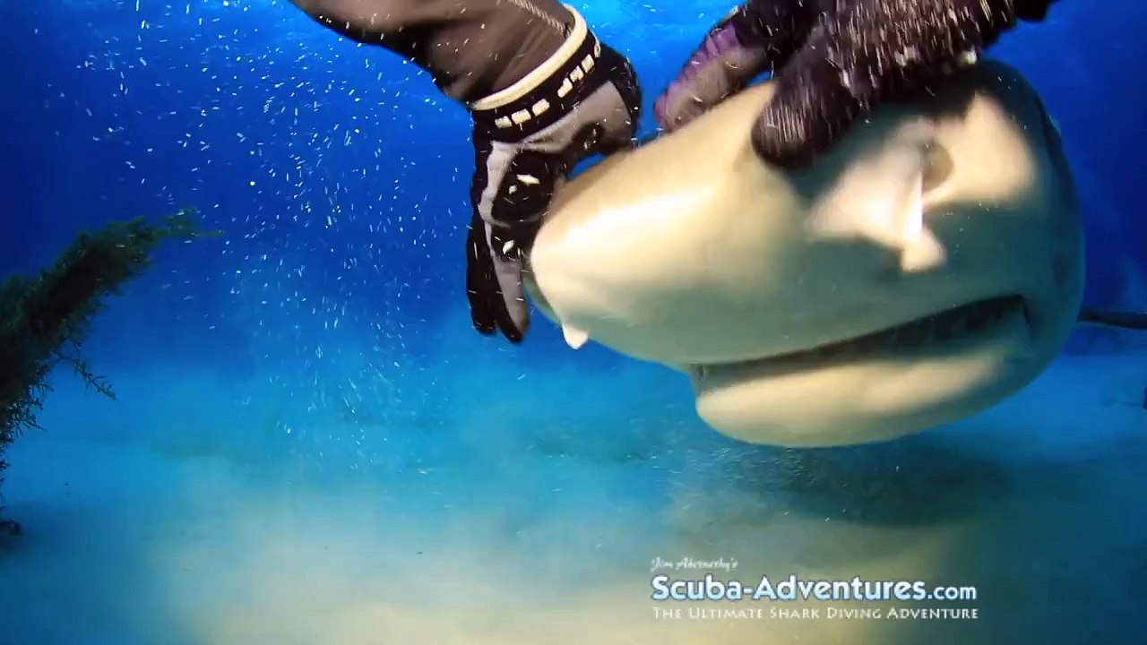 Un plongeur fait des câlins avec un requin tigre !