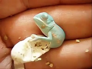 Have You Ever Seen a Chameleon Hatch!