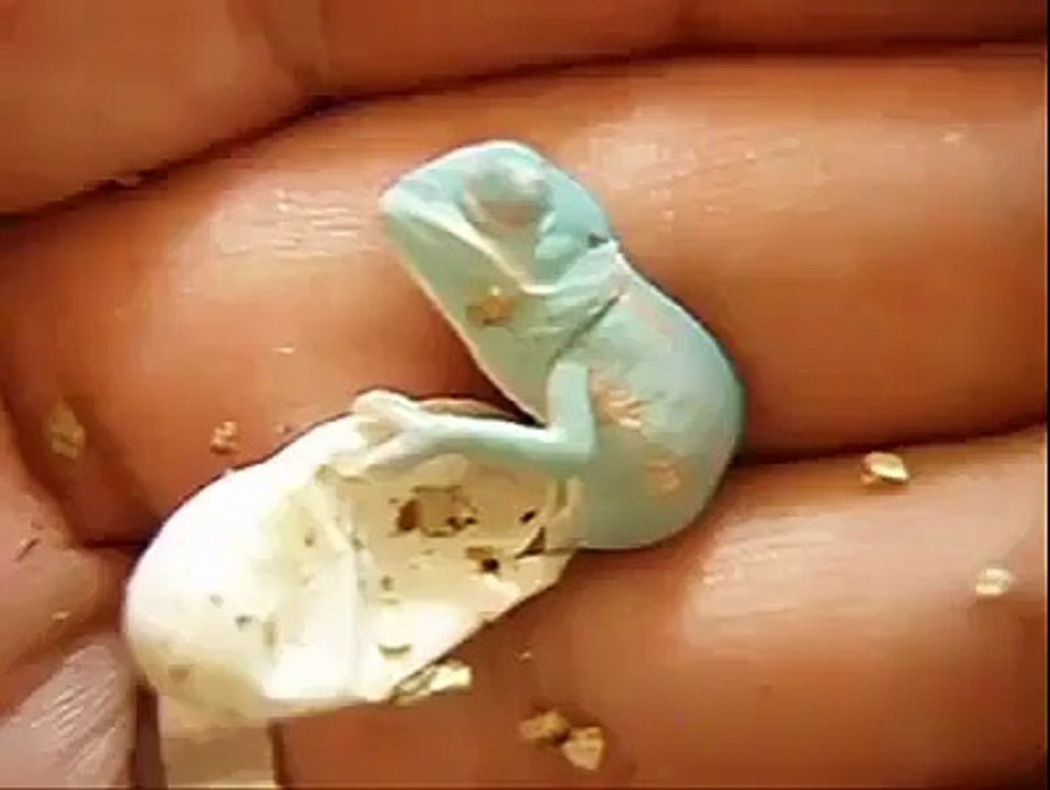 Have You Ever Seen a Chameleon Hatch!