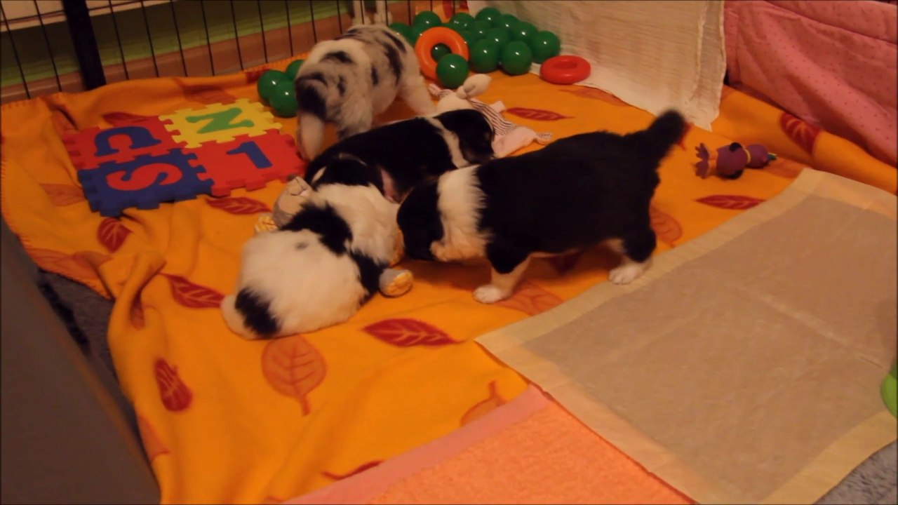 Sheltie Welpen 4 Woche