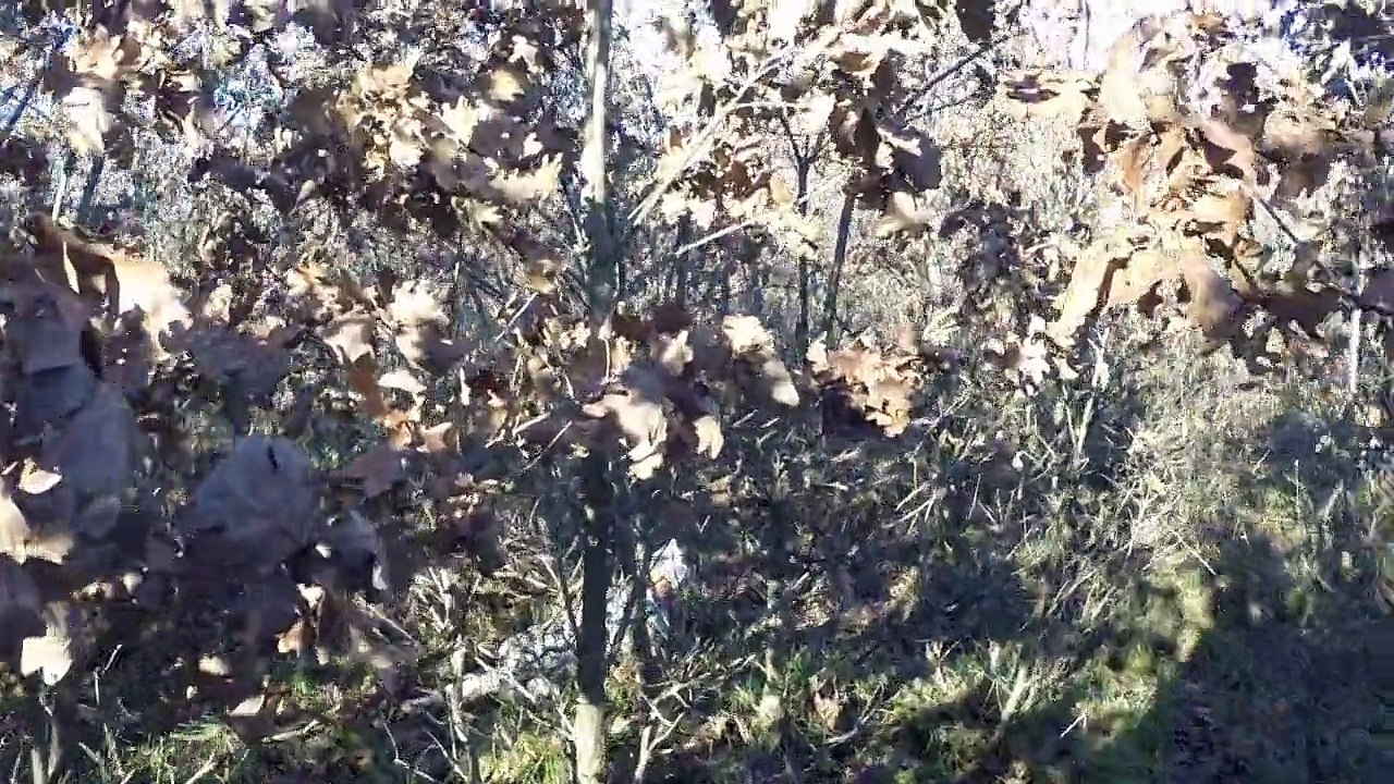 KOS ÇULLUK MÜSABAKASI