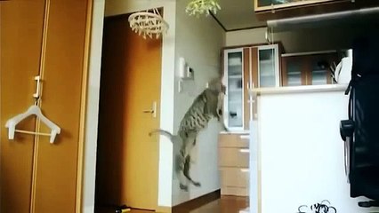 iyi ki bu kediler küçük canlılar