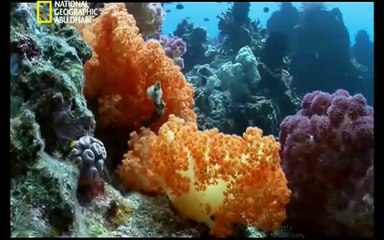 اسلحه البراري - الحلقه ٢- صدمه وخوف