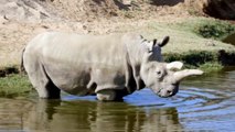 Only five white rhinos left worldwide, after one dies