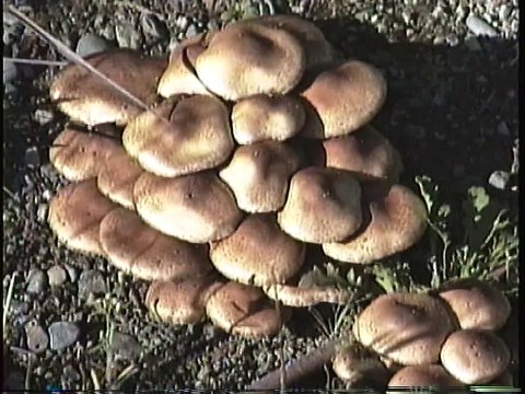 Bella Coola Natural History: Grizzly Bear