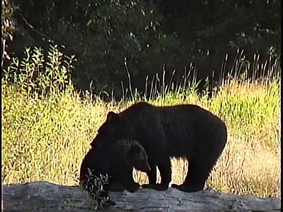 Bella Coola Natural History: Grizzly Bear, Bald Eagle, Salmon