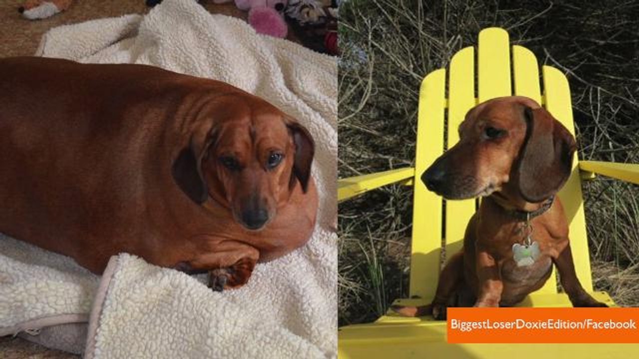 Former Fat Dog Slims Down and Poses for 2015 Hot Dog Calendar