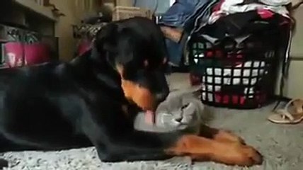 Rottweiler Loves Cat So Much