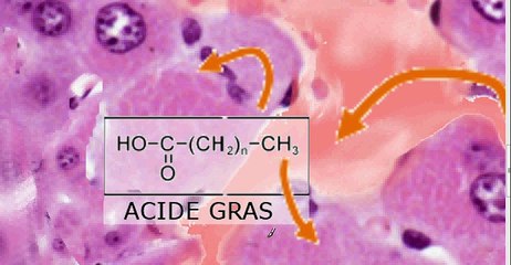 Intro Beta Oxydation
