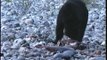 Bella Coola Natural History: Black Bear, Salmon, Wasp Nest