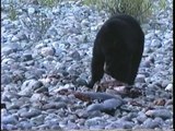 Bella Coola Natural History: Black Bear, Salmon, Wasp Nest