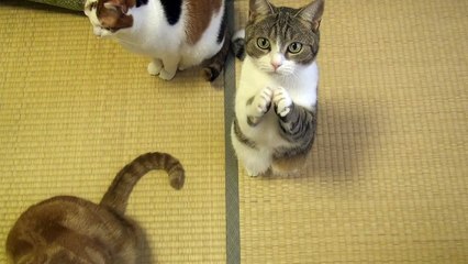 Cute Cat Begging for Fish Treats