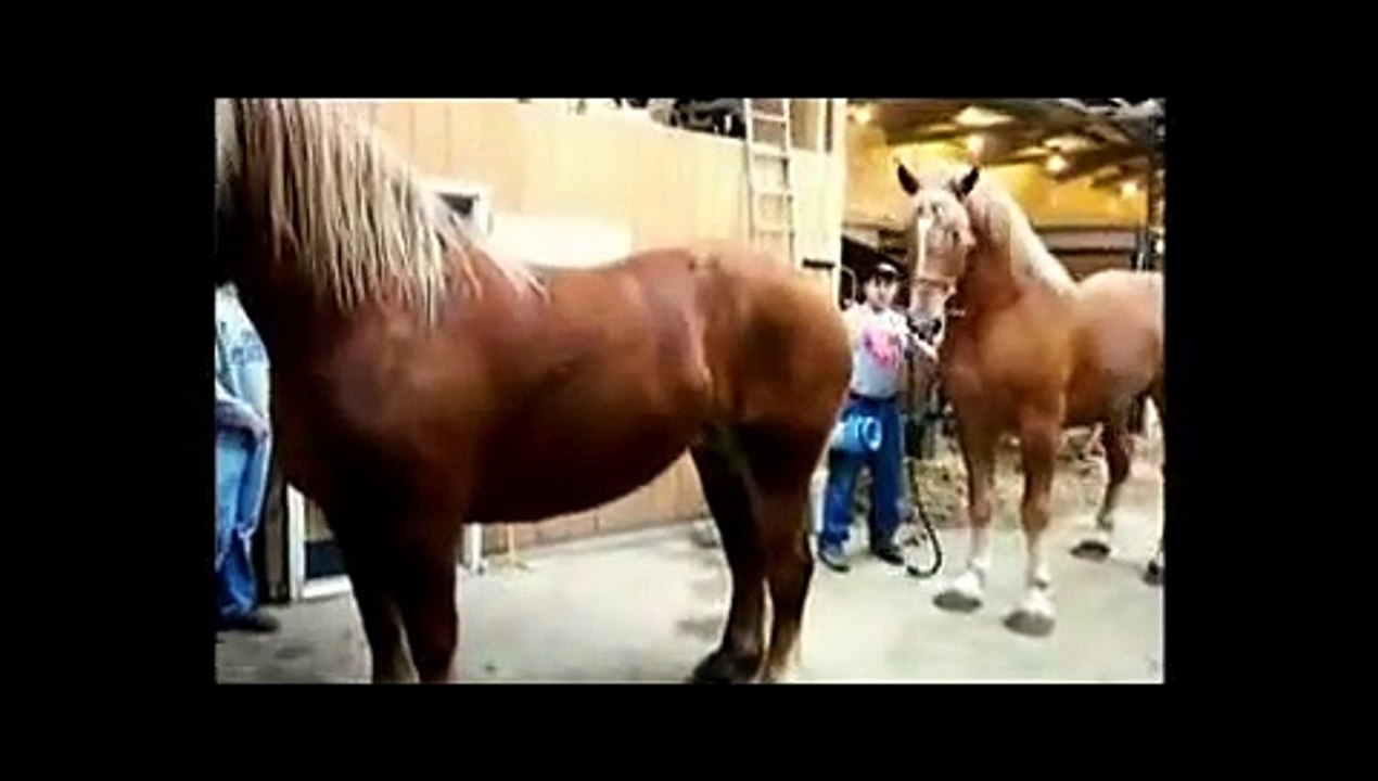 Animals mate Semental Apamiento   cute Horse - video Dailymotion