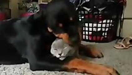 Rottweiler loves cat so much