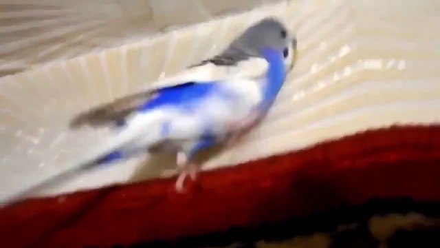 Говорящий волнистый попугай Кеша. Волнистик говорит. Budgie Kesha