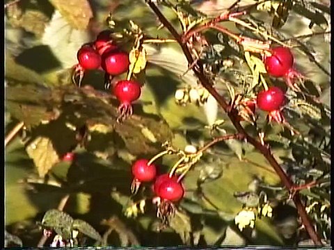 Bella Coola Natural History: Grizzly Bear