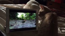 Kitten Confused by iPad