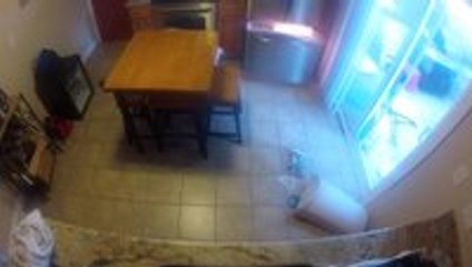 Dog Opens Fridge When Left Alone