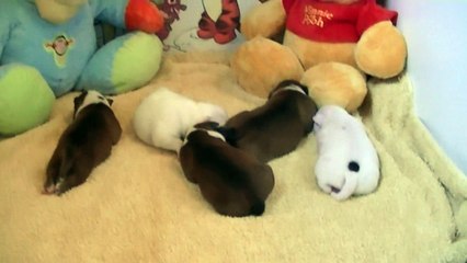 8ème vidéo J'GALICE de Staffordland