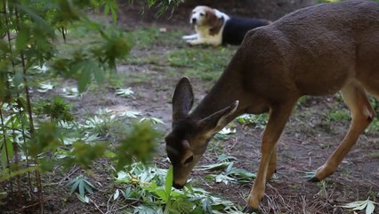 Meet Sugar Bob: Oregon's Pot Eating Deer