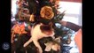 Nos chats détestent les Sapins de Noël - Compilation de Chats VS Arbres de Noël