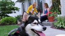 Un chien handicapé sauvé par la technologie d'impression 3D et ses Prothèses de pattes avant!