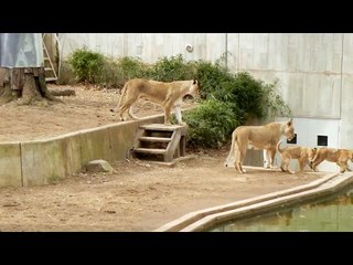 Mom Knocks Lion Cub Into The Water