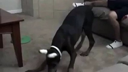 Hey dogie thats not the way to hit OPPS!!