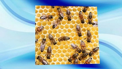 Rodent Control Services Scottsdale AZ