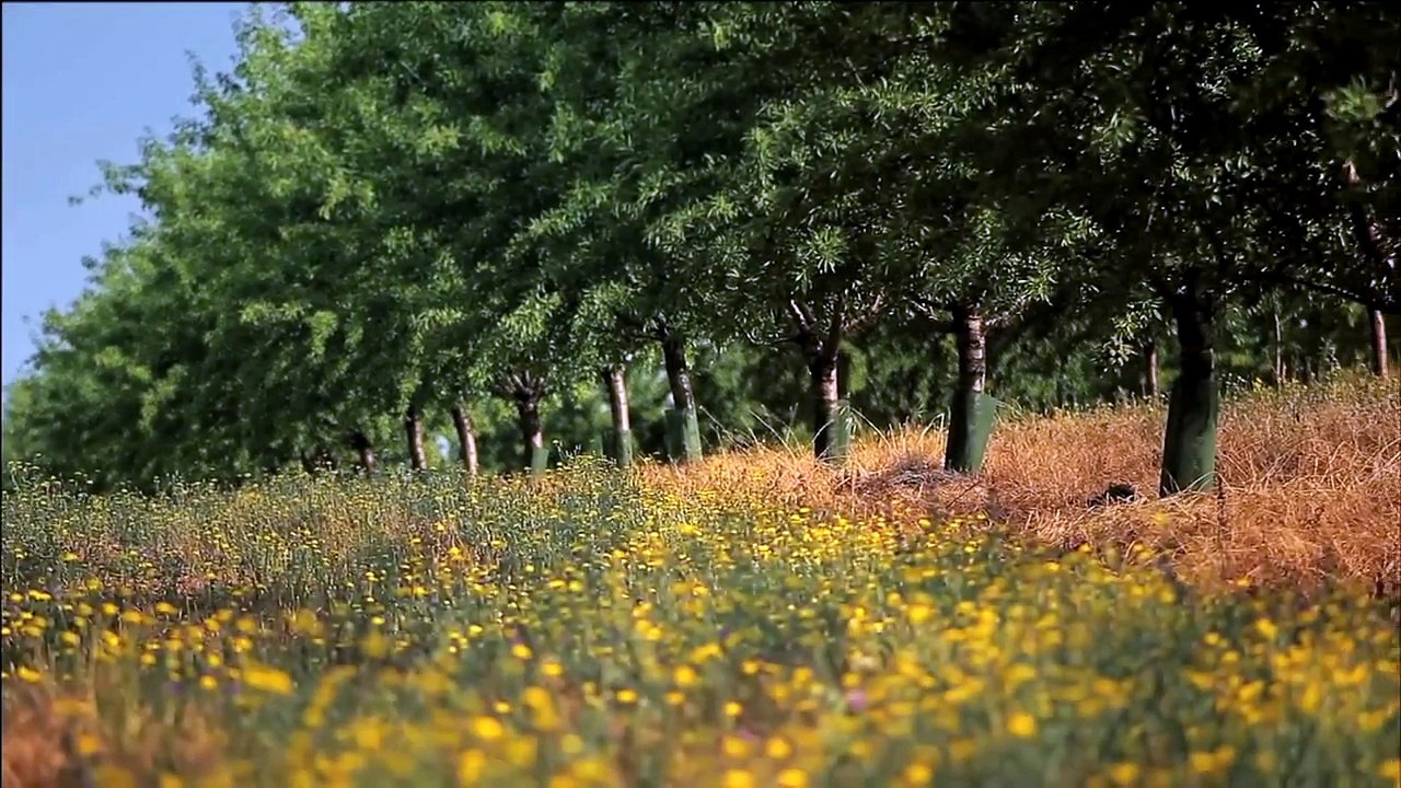 La Mandorla in Provenza