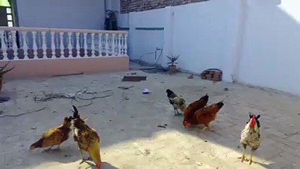 Desi (Ethnicity/Hen) Breed Farming Must Watch