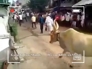 Pakistan Video - "Lucky Man Escaped From Dangerous Cow" - 2014