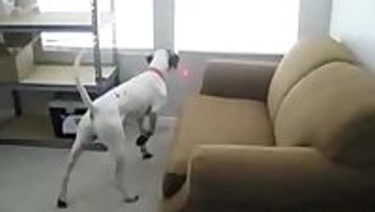 Laser mounted to dog's collar