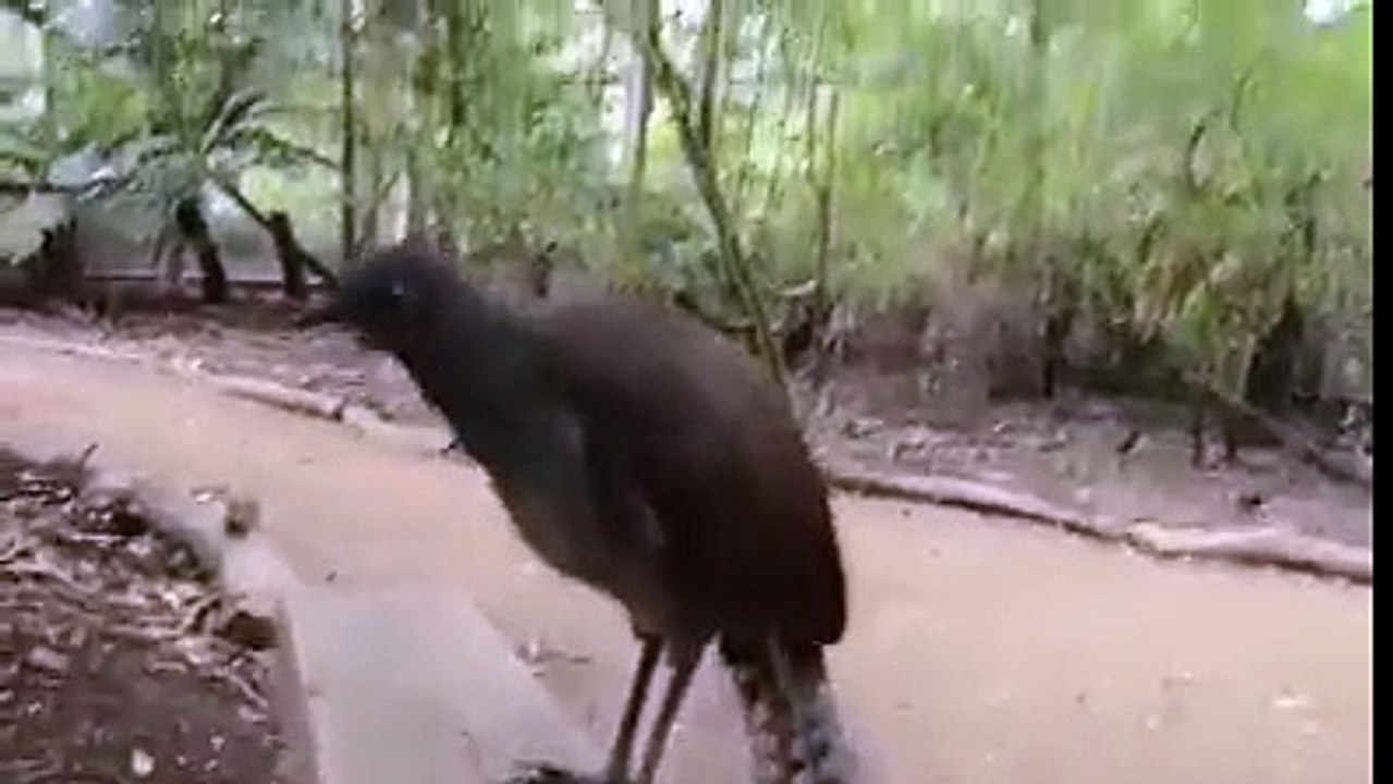 oiseau laser game