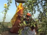 Dhore Baai Re | Rajasthani New Lokgeet | Marwadi Desi Video Song